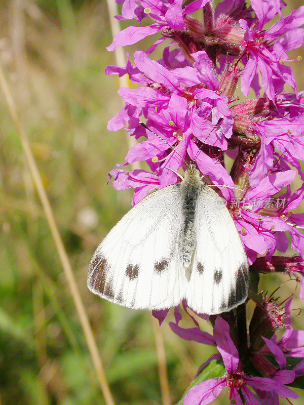 绿脉白蝶(Pieris napi)